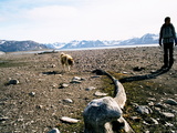 Picture from Svalbard 63.